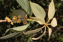 Actinodaphne hookeri